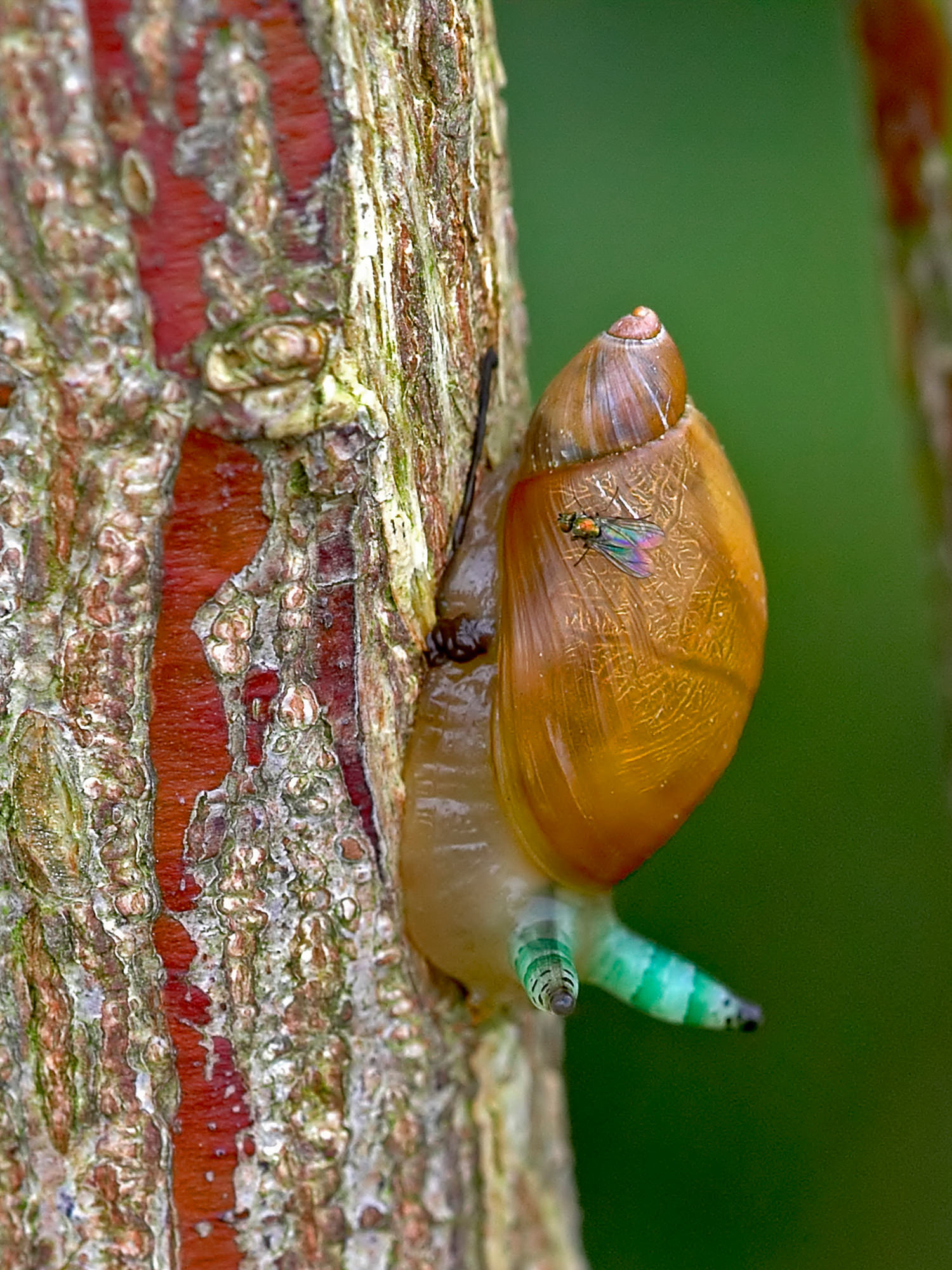 Amber snail